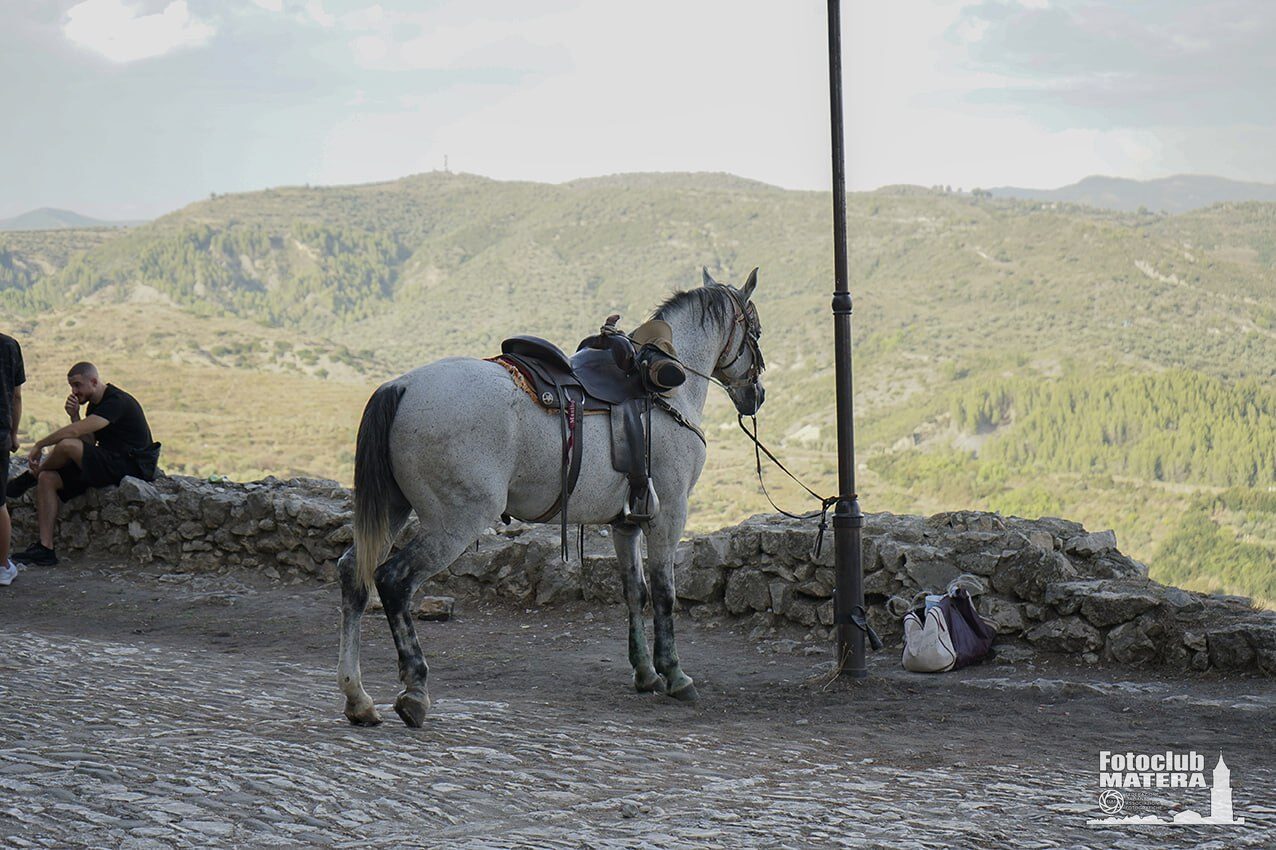 Equi solo