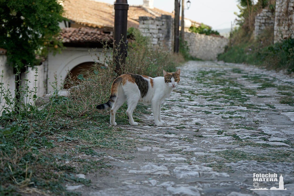 Gatto di passaggio